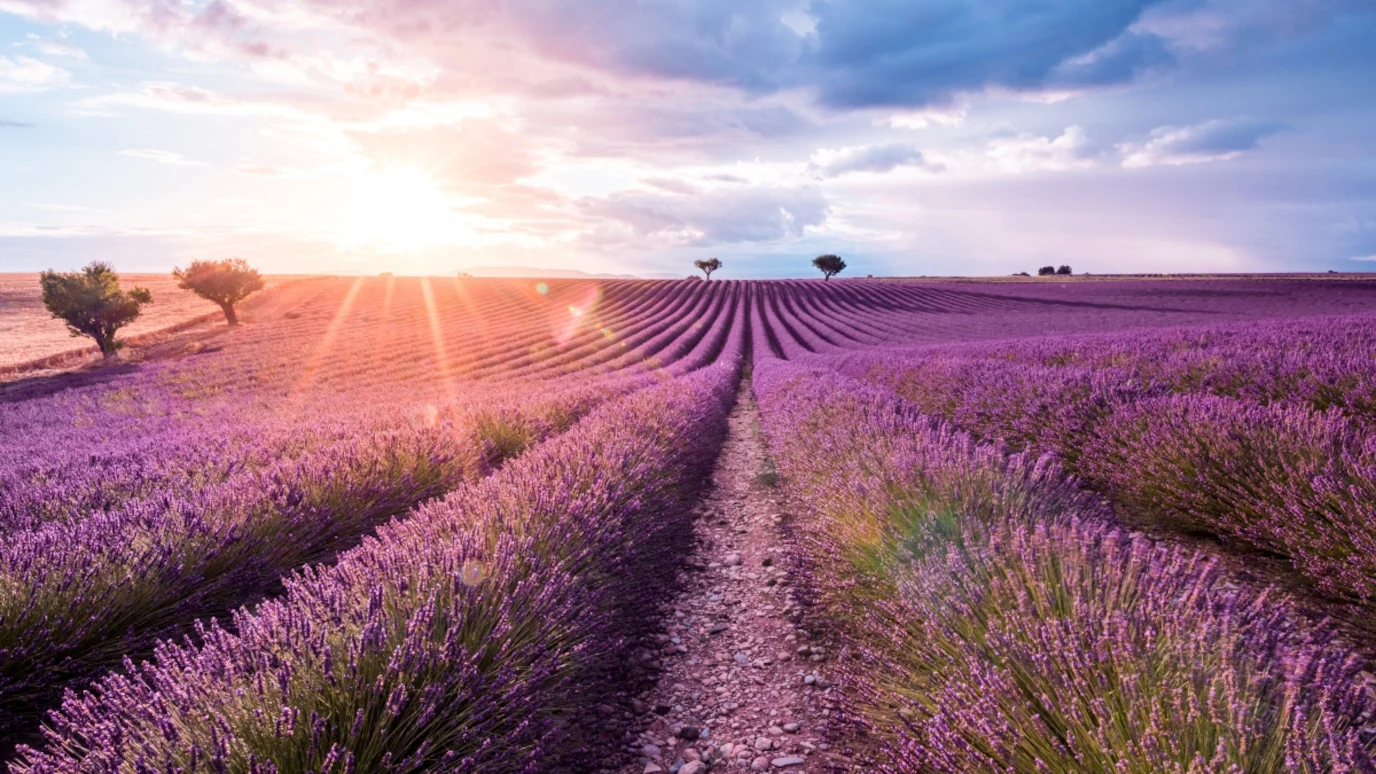 Rural fields at sunrise representing long-reach microwave links